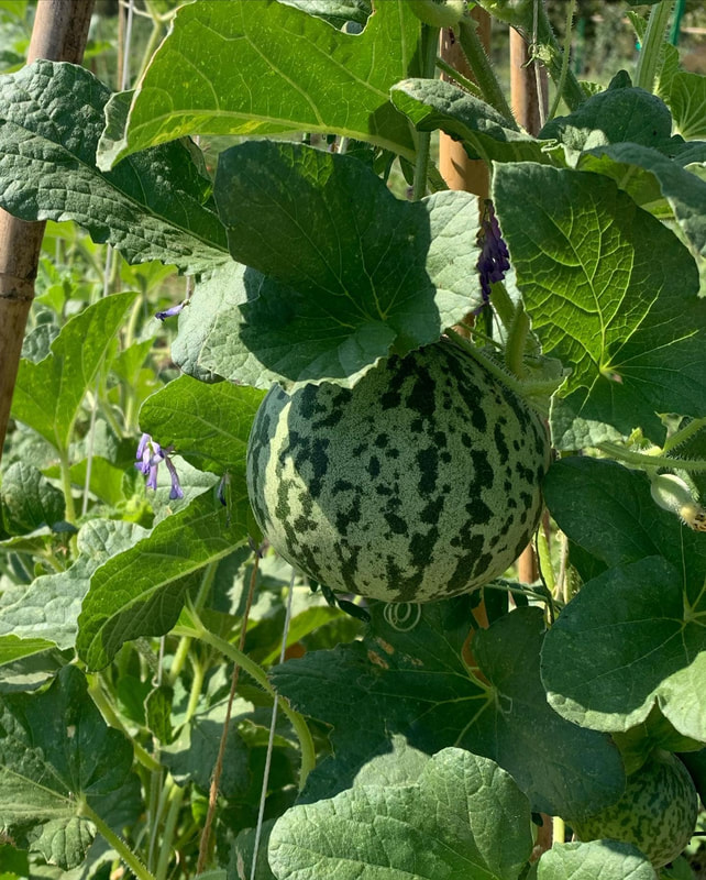 A ripe melon at the farm.