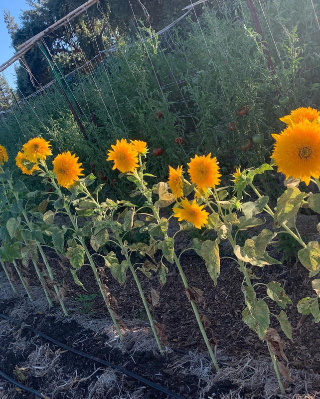 A row of sunflowers.