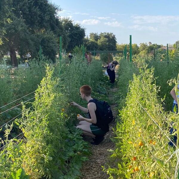 Volunteers harvesting tomatoes on the farm.